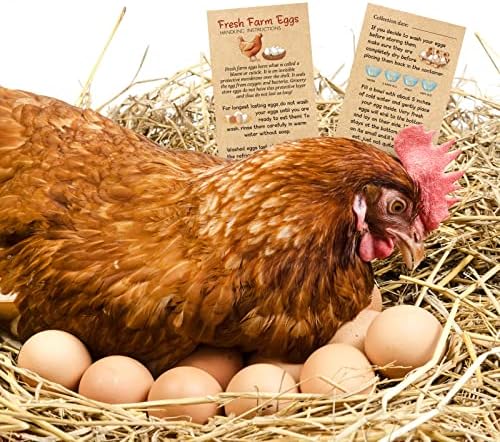 Kisston 200 kom Fresh Farm Eggs uputstvo za rukovanje 2 x 3.5 inča Eggs Design vizitkarte markice za jaja