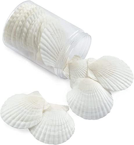 Qicqdram 40pcs Morske školjke za obrtni ukras za izradu 2 '' - 3 '' bijele školjke za skele, za zanat Brisak